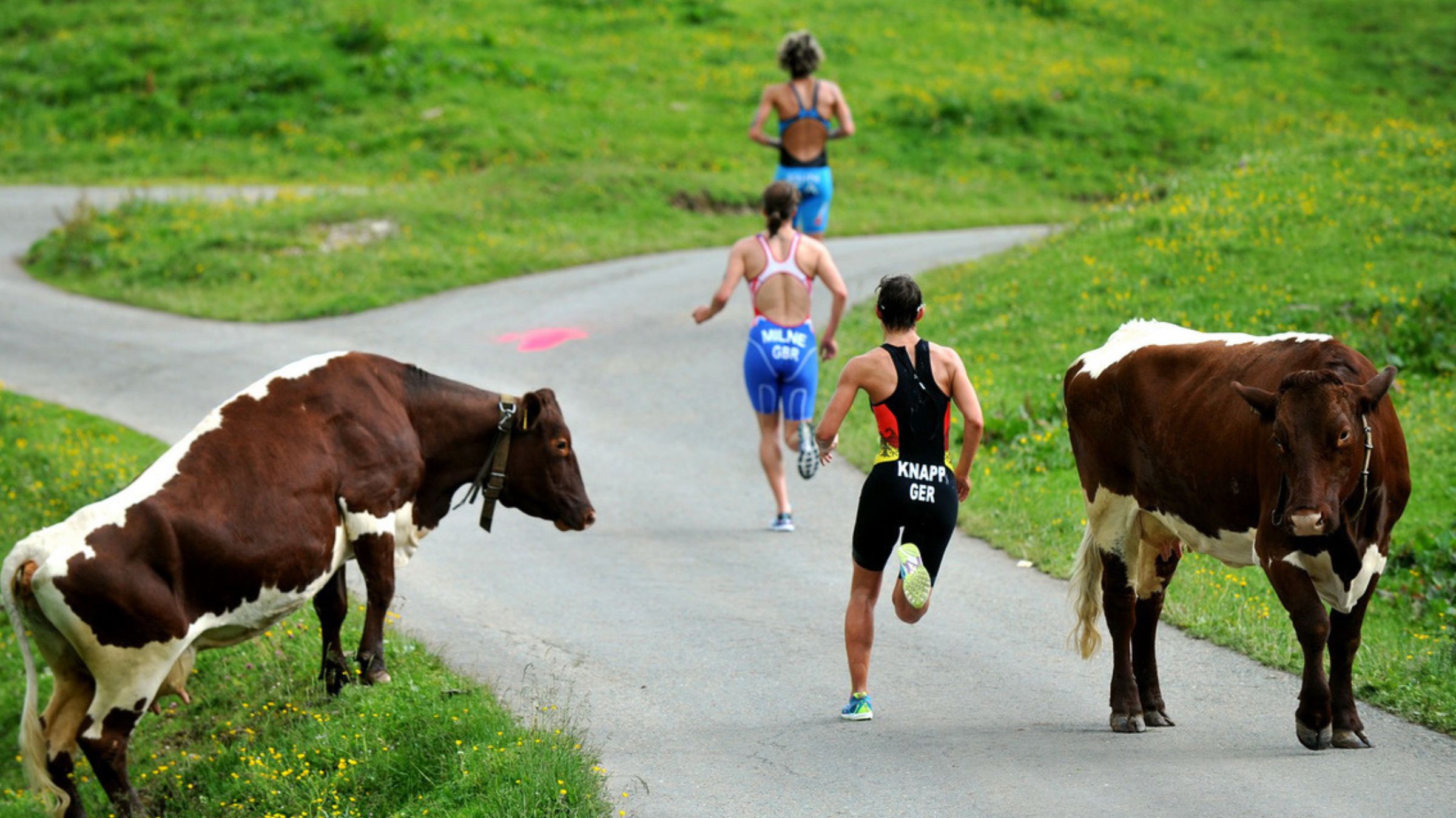 When Animals Attack: 7 Crazy Incidents of Nature vs. Triathletes